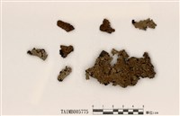 藏品(亞變梅衣)的圖片